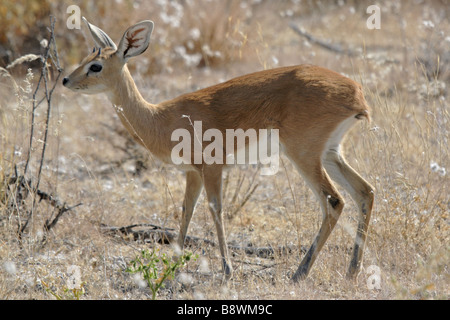 Junge männliche Steinböckchen (Wild) Stockfoto