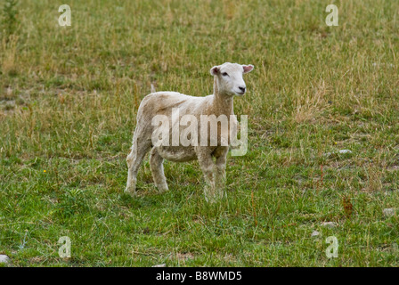 Ein neu geschoren Schaf auf einer Schaffarm South Canterbury Stockfoto