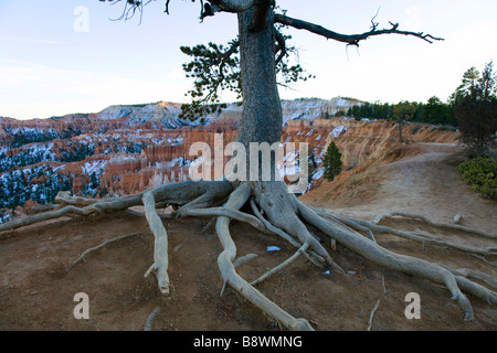 Ehrwürdige Baum entlang der Rim Trail in Bryce Canyon National Park in Utah Stockfoto