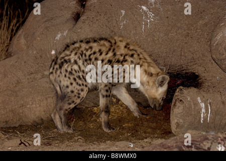 Gefleckte Hyänen ernähren sich von Elefanten Karkasse Stockfoto