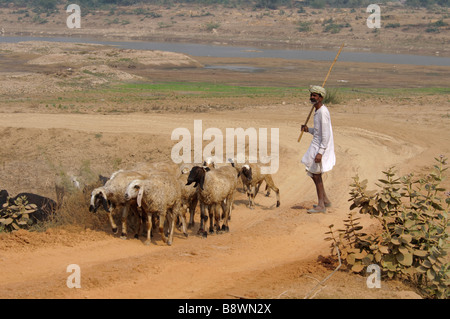 Ein Shepheard mit seiner Schafherde auf einer unbefestigten Straße in Rajasthan, Indien Stockfoto