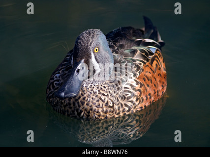 Australasian Löffelente (Anas Rhynchotis) Stockfoto