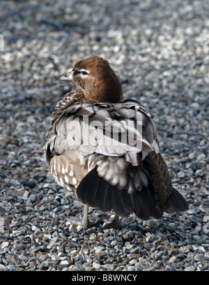 Australische Holz Ente (Chenonetta Jubata) Stockfoto