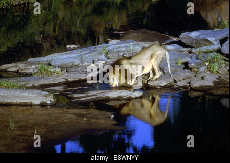 Reifen männlichen Löwen mit feinen dunklen Mähne trinken auf den Talek River Masai Mara National Reserve Kenia in Ostafrika Stockfoto