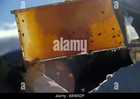 Inspektion einer Bienenwabe Imker Stockfoto