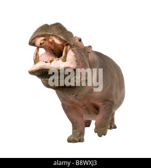 Nilpferd Hippopotamus Amphibius 30 Jahre vor einem weißen Hintergrund Stockfoto