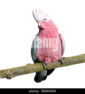 Rosakakadu Vogel Eolophus Roseicapilla 19 Monate vor einem weißen Hintergrund Stockfoto