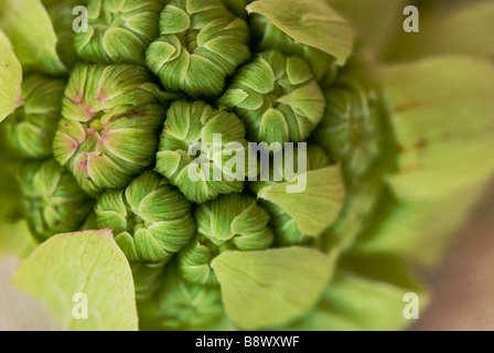 Makro-Detail eines Japanische Pestwurz (Petasites Japonicus) Knospe oder Scape. Stockfoto