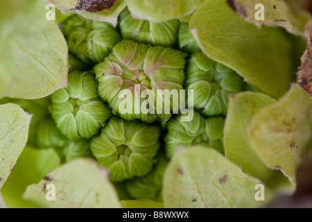 Makro-Detail eines Japanische Pestwurz (Petasites Japonicus) Knospe oder Scape. Stockfoto