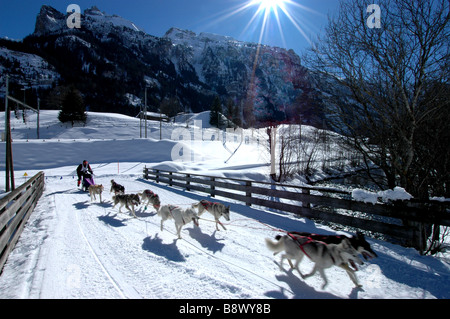 Siberian Husky Schlittenhunde Team läuft bei europäischen Cahmpionship 2009 bei Kandersteg-Schweiz Stockfoto