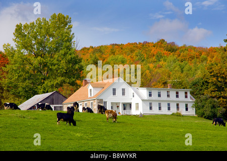 Milchkühe grasen auf einer Weide mit Milchprodukten Scheunen und Laub Herbstfarben in den Hügeln in der Nähe von Peacham, Vermont, USA, Amerika. Stockfoto