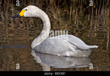 Bewick ´s Schwan (Cygnus Columbianus), WWT London Stockfoto