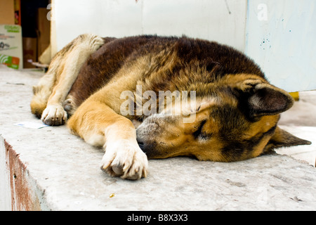 Ein streunender Hund auf den Straßen von Athen schlafen in der Sonne Stockfoto