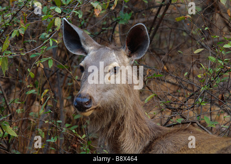 Eine weibliche Sambar Deer Cervus unicolor in Ranthambore Nationalpark Indien Stockfoto