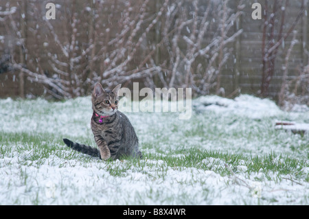 Ein 4 Monate altes Kätzchen im Garten zu sitzen, wie der Schnee fällt Stockfoto