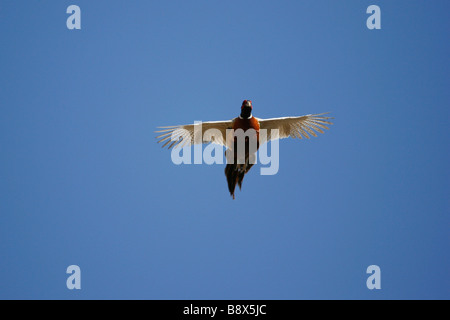 Ringneck Fasan im Flug. Stockfoto