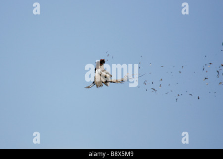 Ringneck Fasan in der Luft, von einem Jäger erschossen. Stockfoto