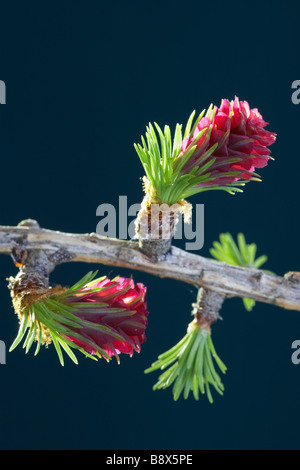 Gemeinsamen Lärche, Lärche (Larix Decidua), Zweig mit weiblichen Blüten Stockfoto