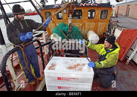 Entladung Langusten aus einem Trawler bei Peterhead Harbour, Schottland, UK, der größte Hafen der Weißfisch im Vereinigten Königreich Stockfoto