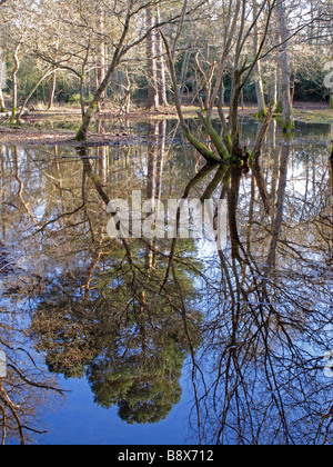 Burnham Beeches Reflexion Buckinghamshire UK Stockfoto
