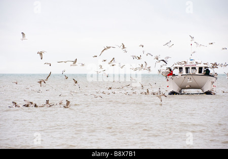 Ein Katamaran-Fischerboot auf dem Meer, gefolgt von einem Schwarm von Möwen Stockfoto