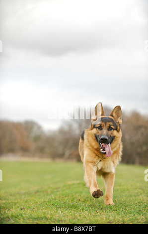 Deutscher Schäferhund, die entlang der Spitze einer Bank Stockfoto