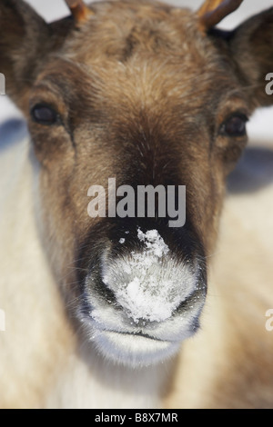 Rentier (Rangifer Tarandus), Kuh-Nahaufnahme mit Schnee an der Nase Stockfoto