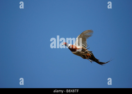 Ringneck Fasan beginnen, in der Luft drehen, nachdem er von einem Jäger angeschossen. Stockfoto