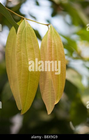 Zimt (Cinnamomum Verum) Stockfoto