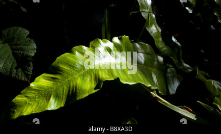 Grünes Blatt im sonnigen Wald Stockfoto