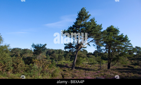 Bäume und Sträucher auf offene Heidelandschaft in dorset Stockfoto