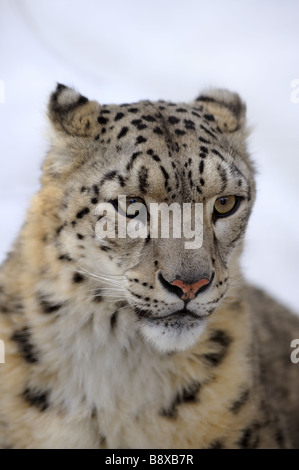 Snow Leopard, niedrige DOF-Porträt Stockfoto