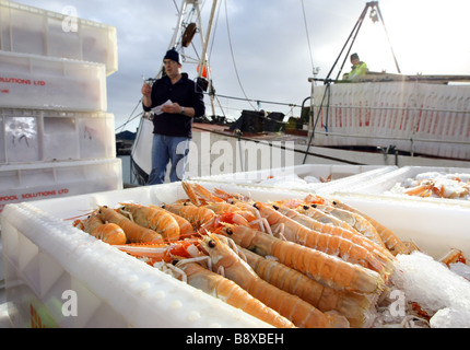 Entladung Scampi aus einem Trawler bei Peterhead Harbour, Schottland, UK, der größte Hafen der Weißfisch im Vereinigten Königreich Stockfoto