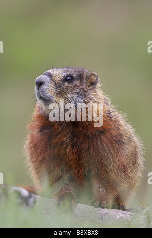 Bauche Marmot, Rock Chuck (Marmota Flaviventris), Porträt von youngster Stockfoto