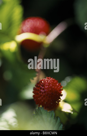 "Duchesnea Indica' im Garten am Greenway. Auch bekannt als indische Erdbeere. Stockfoto