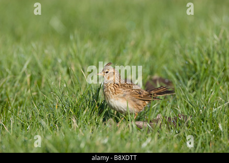 Feldlerche Alauda Arvensis in Wiese sitzend mit Schweif gespreizt, Bowness auf Solway, Cumbria, England. Stockfoto