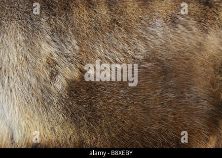 Rentier (Rangifer Tarandus), close-up Winter Pelz Stockfoto