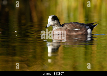 Amerikanische Pfeifente Anas Americana männlichen Arizona USA winter Stockfoto