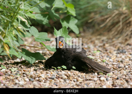 Männliche Amsel Turdus Merula Sonnenbaden am Kieselstrand Steingarten im Garten, West-Midlands, England. Stockfoto