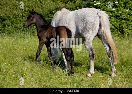 PFERD MIT FOHLEN IM BEREICH ENGLAND Stockfoto