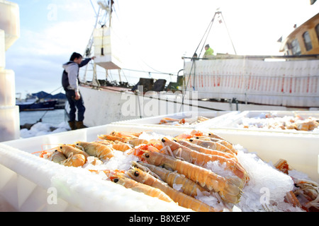 Entladung Scampi aus einem Trawler bei Peterhead Harbour, Schottland, UK, der größte Hafen der Weißfisch im Vereinigten Königreich Stockfoto