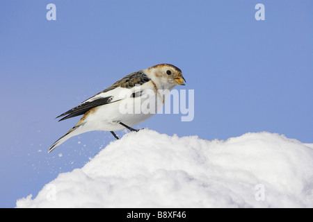 Snow Bunting (Plectrophenax Nivalis), Männchen im Winterkleid gehockt Schnee Stockfoto