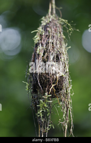 Oropendola Vogel hängt Nest in Costa Rica Stockfoto