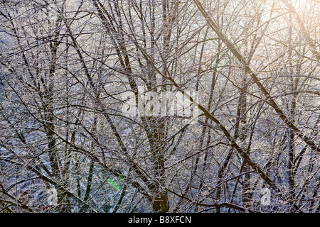 Bäume mit Schnee bei Gegenlicht Stockfoto