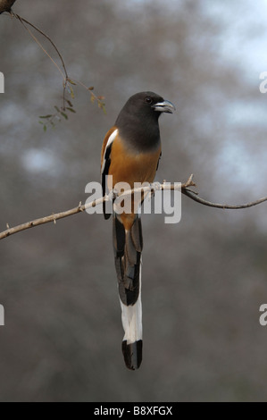 Rufous Treepie Dendrocitta Vagabunda auf einem Ast Stockfoto