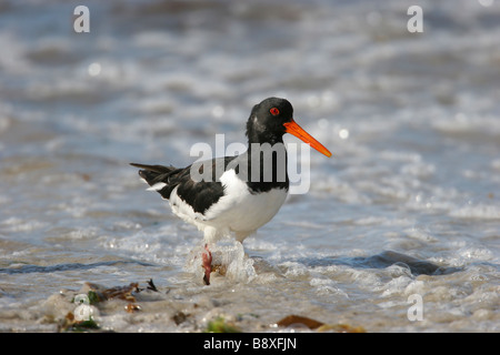 Austernfischer Haematopus Ostralegus stehen auf sandigen Strand mit Meer im Hintergrund, Scilly-Inseln, England. Stockfoto