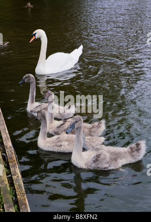 HÖCKERSCHWAN MIT CYGNETS Stockfoto