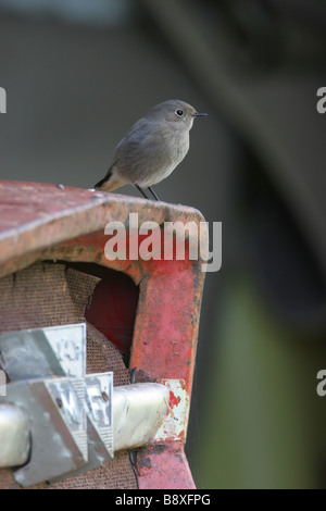 Migrationshintergrund Black Redstart Phoenicurus Ochruros sitzen auf Massey Fergusson Traktor im Hof, Scilly-Inseln, England. Stockfoto