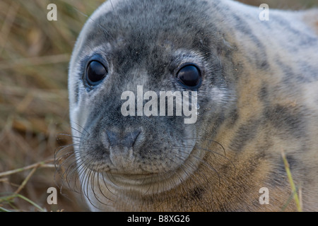 Grey Seal (Halichoerus Grypus) Pup Porträt - UK Stockfoto