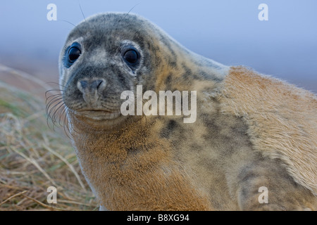 Grey Seal (Halichoerus Grypus) Pup Porträt - zeigt Häutung der cremige weiße Baby Fell - UK Stockfoto